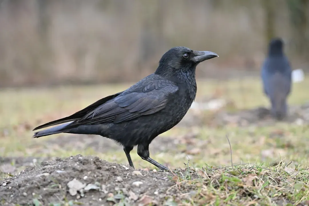 Birds: The Living Proof That Dinosaur Intelligence Survived (Image Credits: Unsplash)