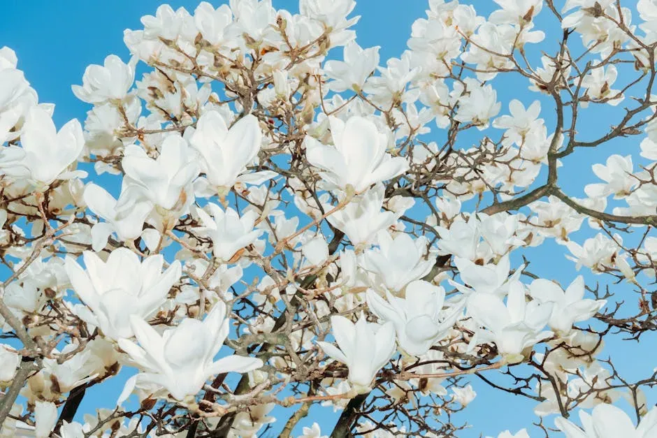 Taurus – Magnolia Tree (Image Credits: Pexels)