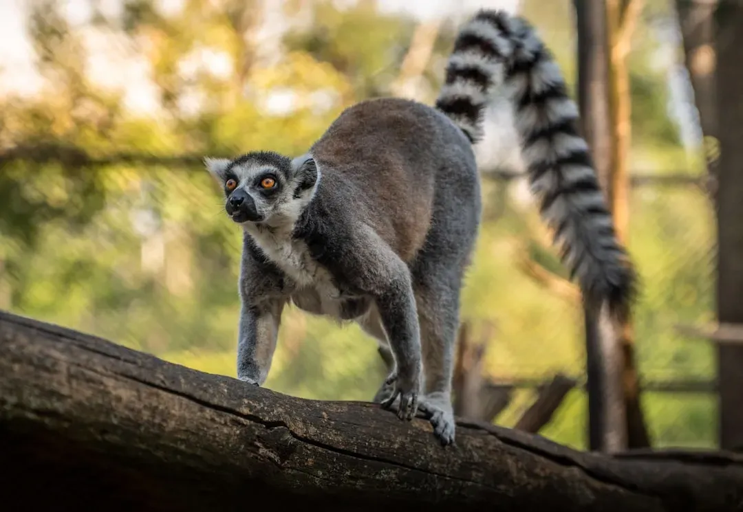 Giant Lemurs of Madagascar: The Lost Primates You Never Hear About (Image Credits: Unsplash)