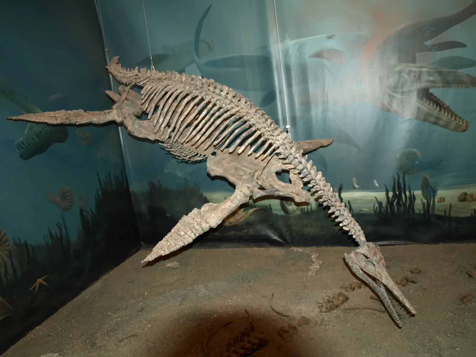 Dolichorhynchops: The Short‑Necked Speedster Plesiosaur (By Shahnoor Habib Munmun, CC BY 3.0)