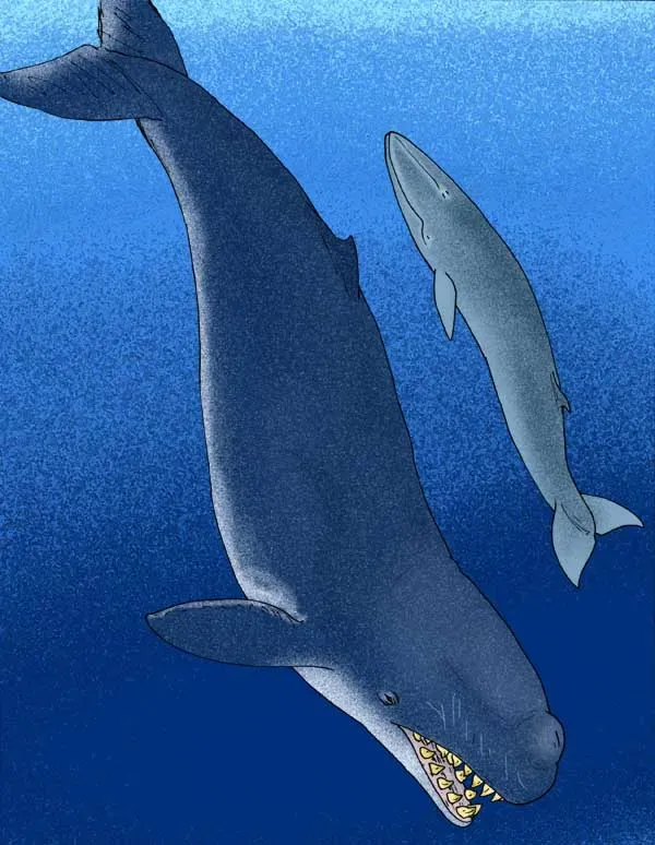 Livyatan: The Killer Whale That Made Megalodon Nervous (Image Credits: Wikimedia)