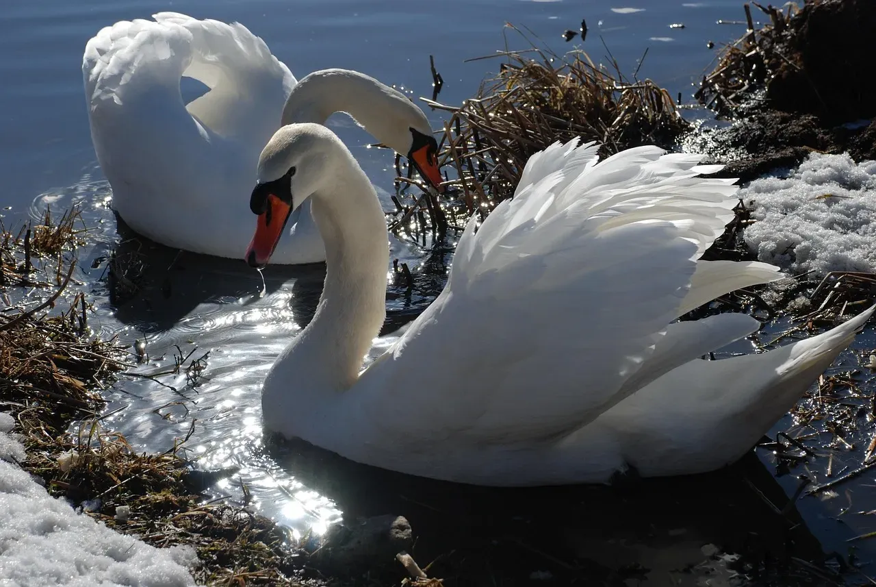 Cancer: The Swan (Image Credits: Pixabay)