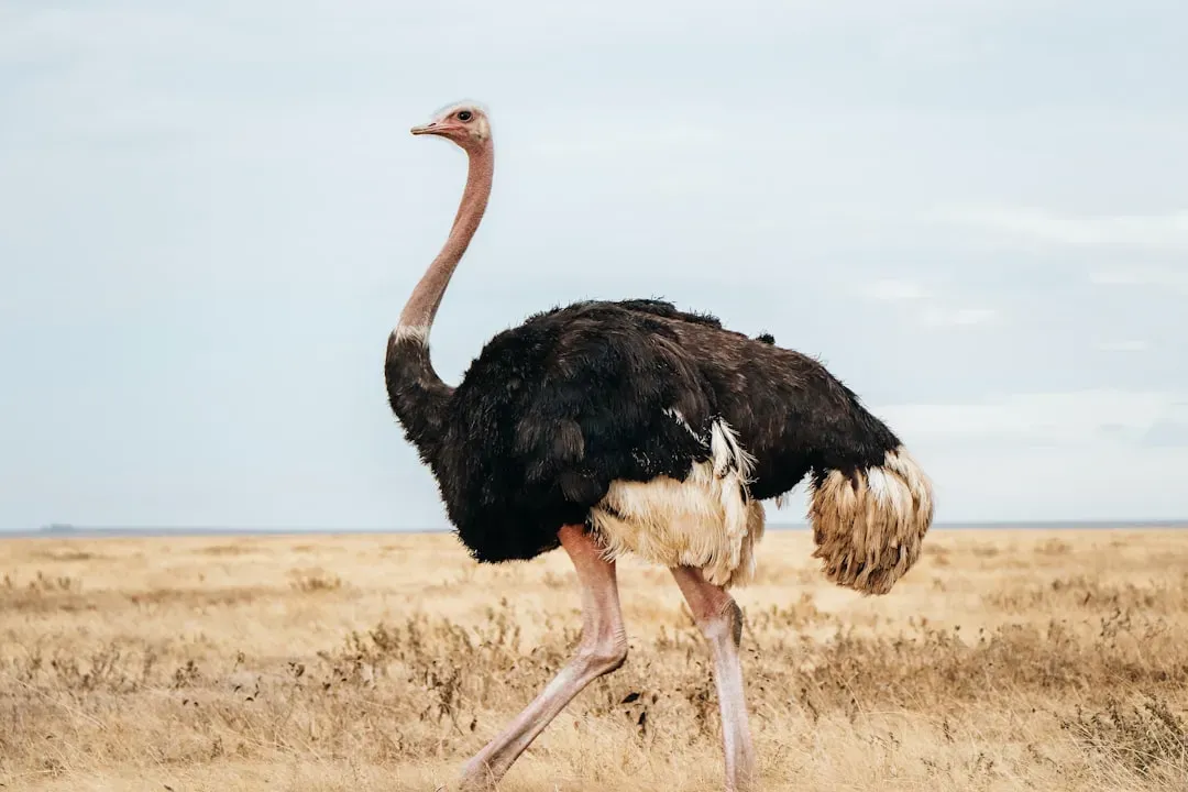 Conclusion: We Never Really Left the Age of Dinosaurs (Image Credits: Unsplash)