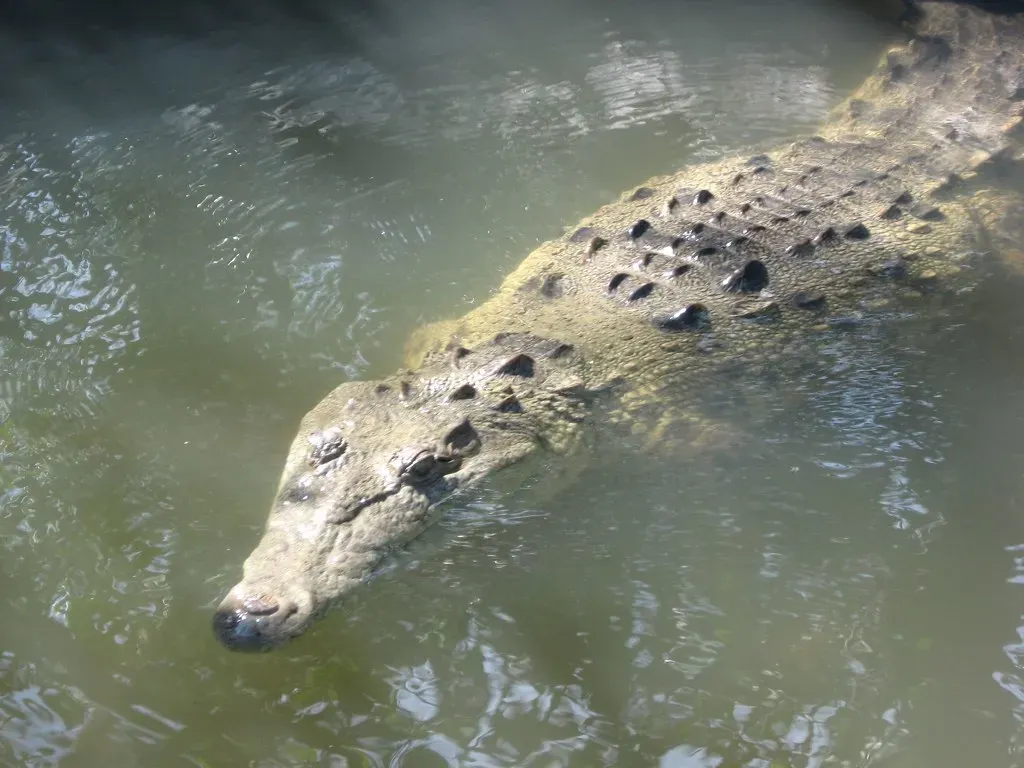 Crocodilians: The Semi-Aquatic Time Travelers (Image Credits: Flickr)