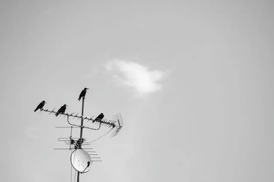 #12 Adapting To Cities And Human Technology In Real Time (Image Credits: Pexels)