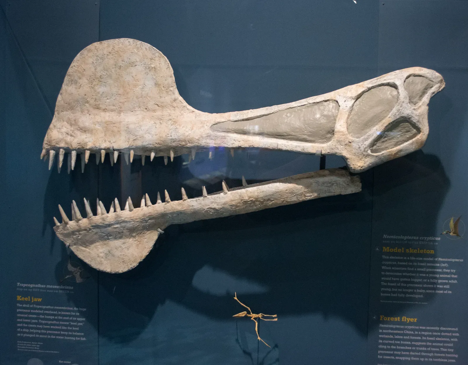 #5 - Their Brains Evolved Flight-Readiness in a Completely Different Way Than Birds (Tropeognathus skull fossil - Pterosaurs Flight in the Age of Dinosaurs, CC BY-SA 2.0)