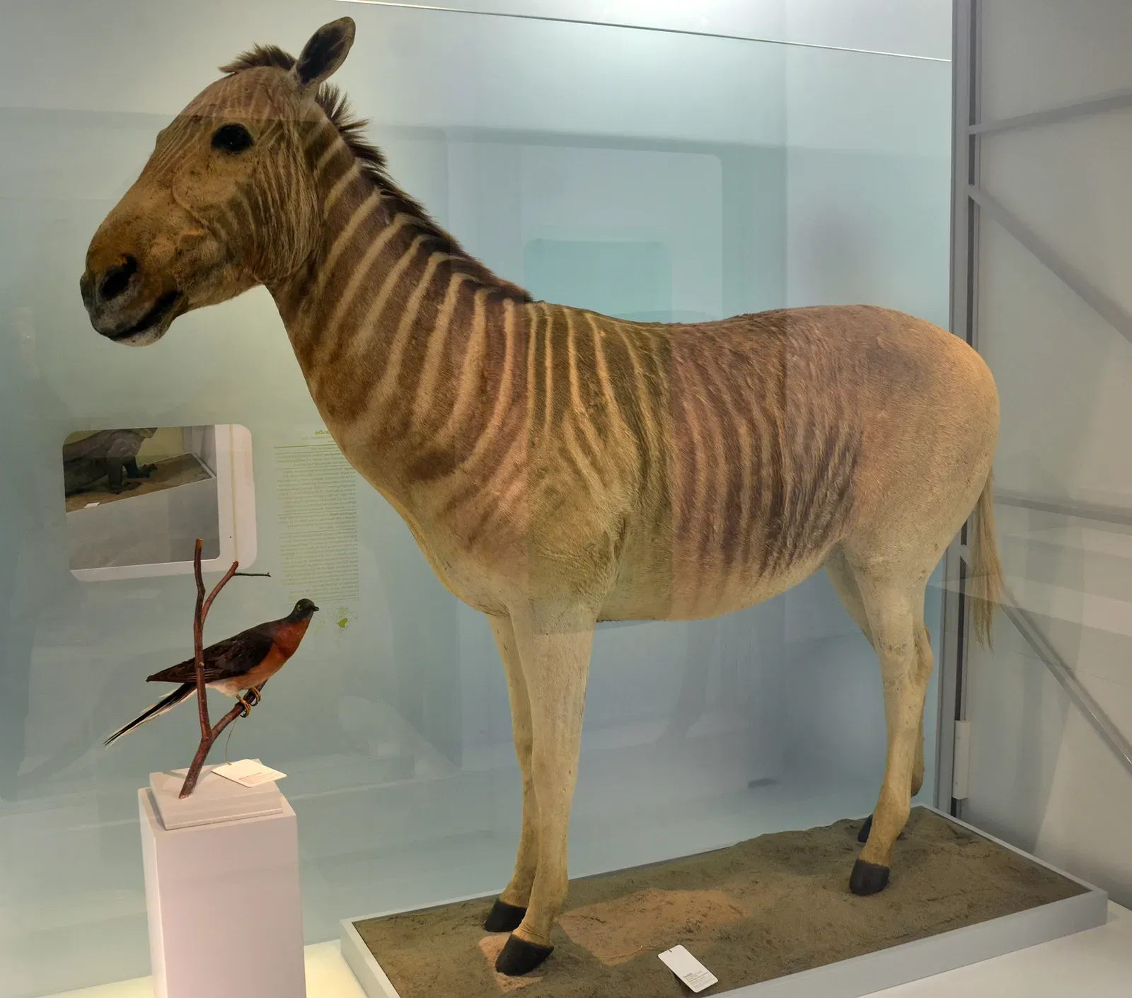 Libra: The Quagga (Image Credits: Wikimedia)