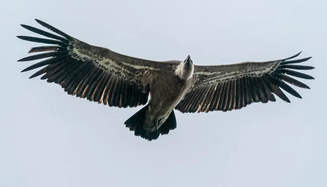 Fact 1: A Wingspan That Will Make Your Jaw Drop (Image Credits: Unsplash)