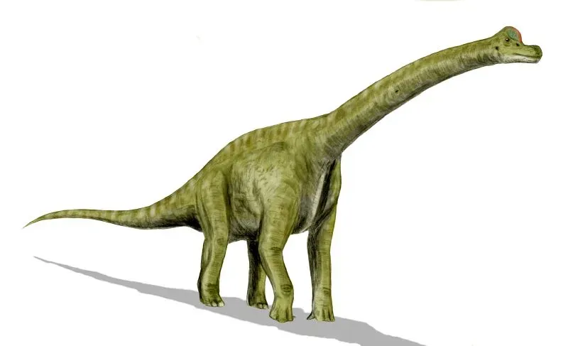 July – Brachiosaurus: The Gentle Giant (By Nobu Tamura (http://spinops.blogspot.com), CC BY 2.5)