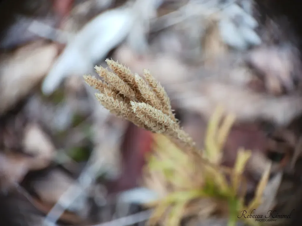 10. Clubmoss Relatives: Small Plants with Enormous History (HRebeccaK, Flickr, CC BY 2.0)
