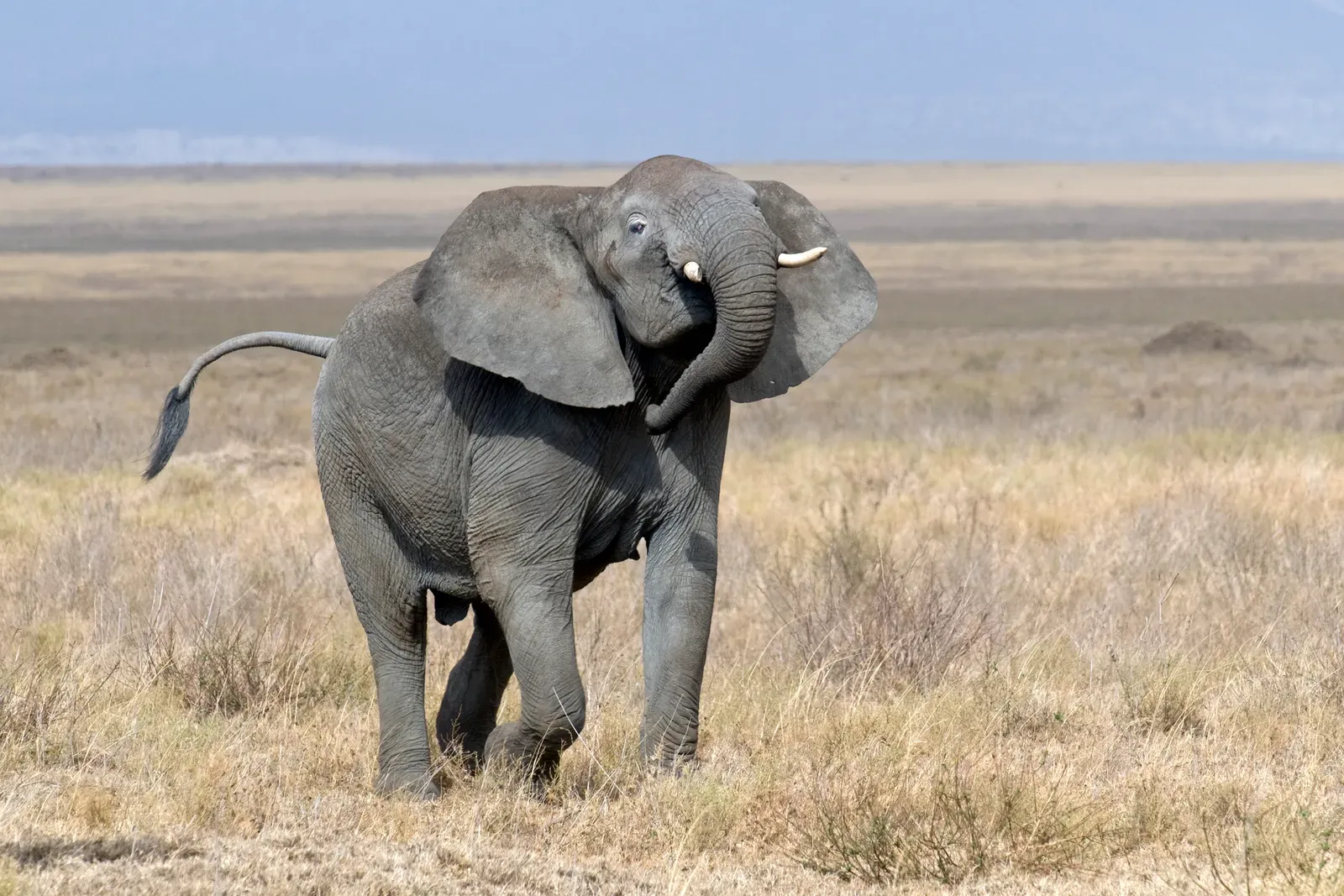 #9 - Musth Turns Calm Bulls Aggressive, and the Trigger Is Still Debated (By Yathin S Krishnappa, CC BY-SA 3.0)