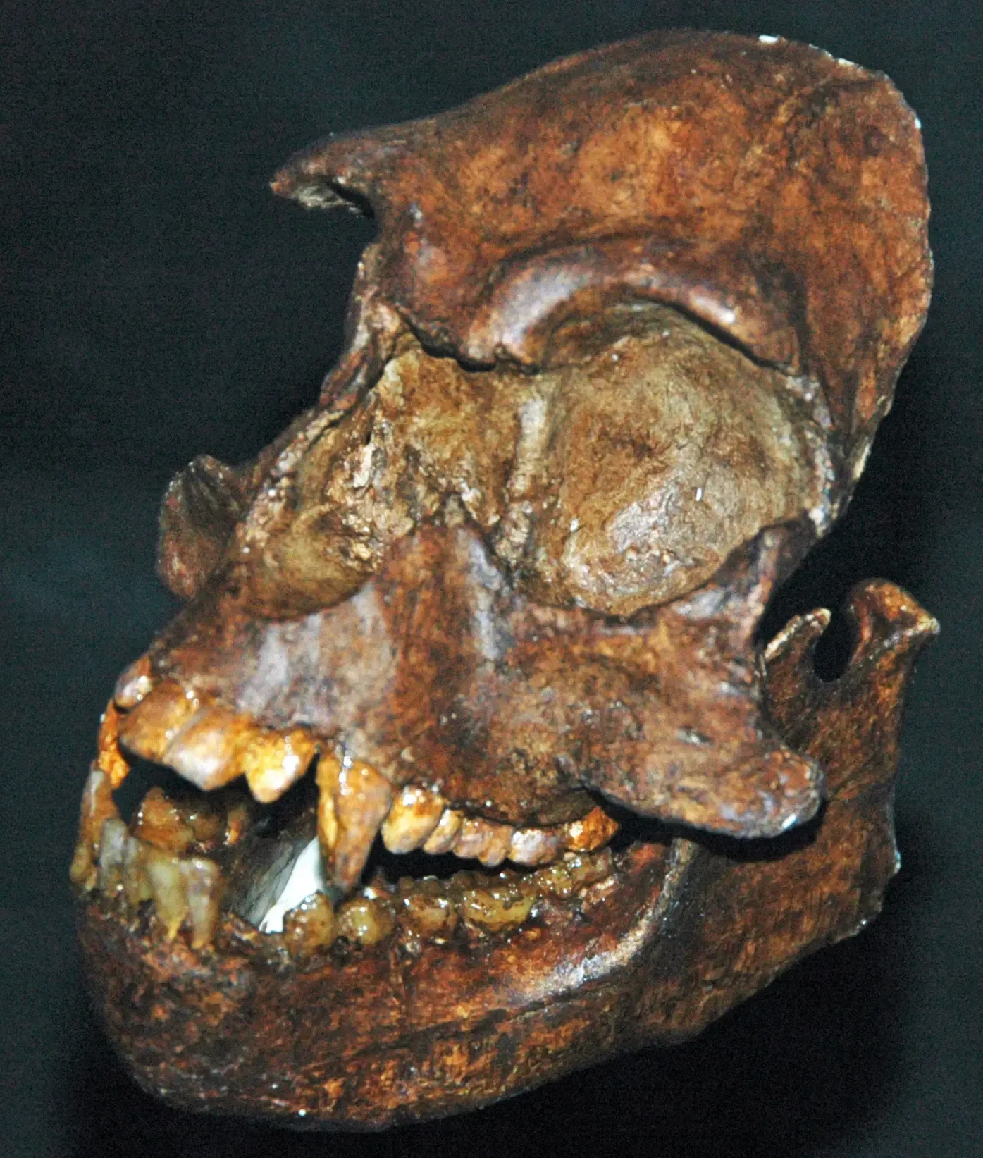 #15 – The Primate Fossil That Doesn't Match Any Living Group (By James St. John, CC BY 2.0)