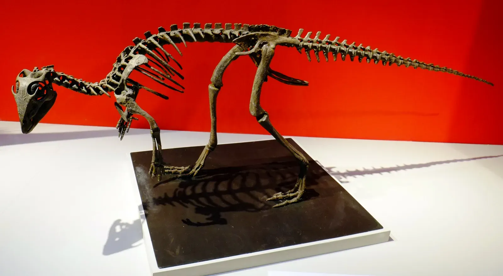 6. Kulindadromeus and Feathered Plant‑Eaters: Feathers Are Not Just for Raptors (By ★Kumiko★, CC BY-SA 2.0)
