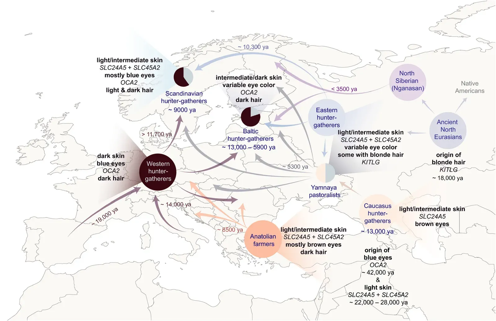 4. Prehistoric Humans Who Migrated Rather Than Perished (Image Credits: Wikimedia)