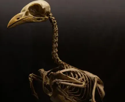 #9 - It Survived Ships That Took a Thousand Birds in Half an Hour (Image Credits: Pexels)