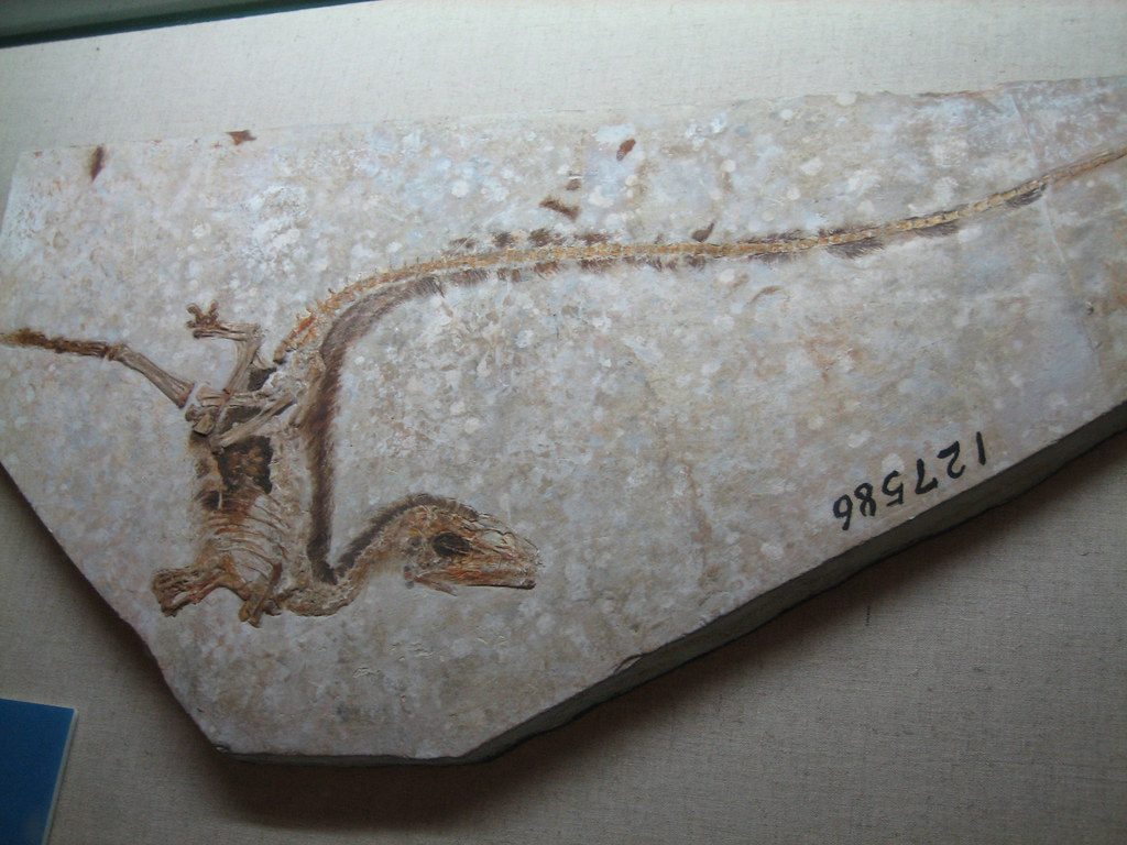 Sinosauropteryx: The Feathered Revolution from China (Image Credits: Flickr)