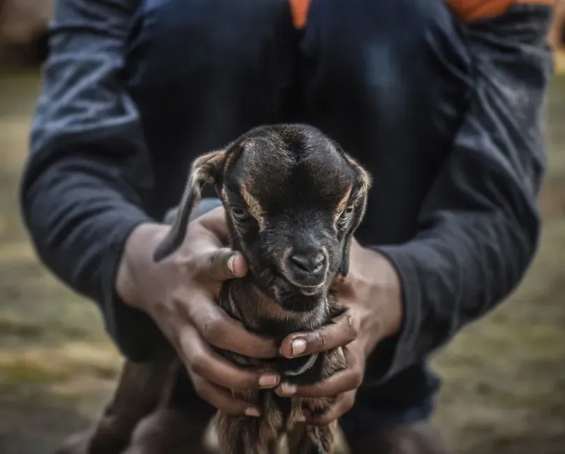 How culture supercharges cuteness: media, marketing, and design (Image Credits: Pexels)