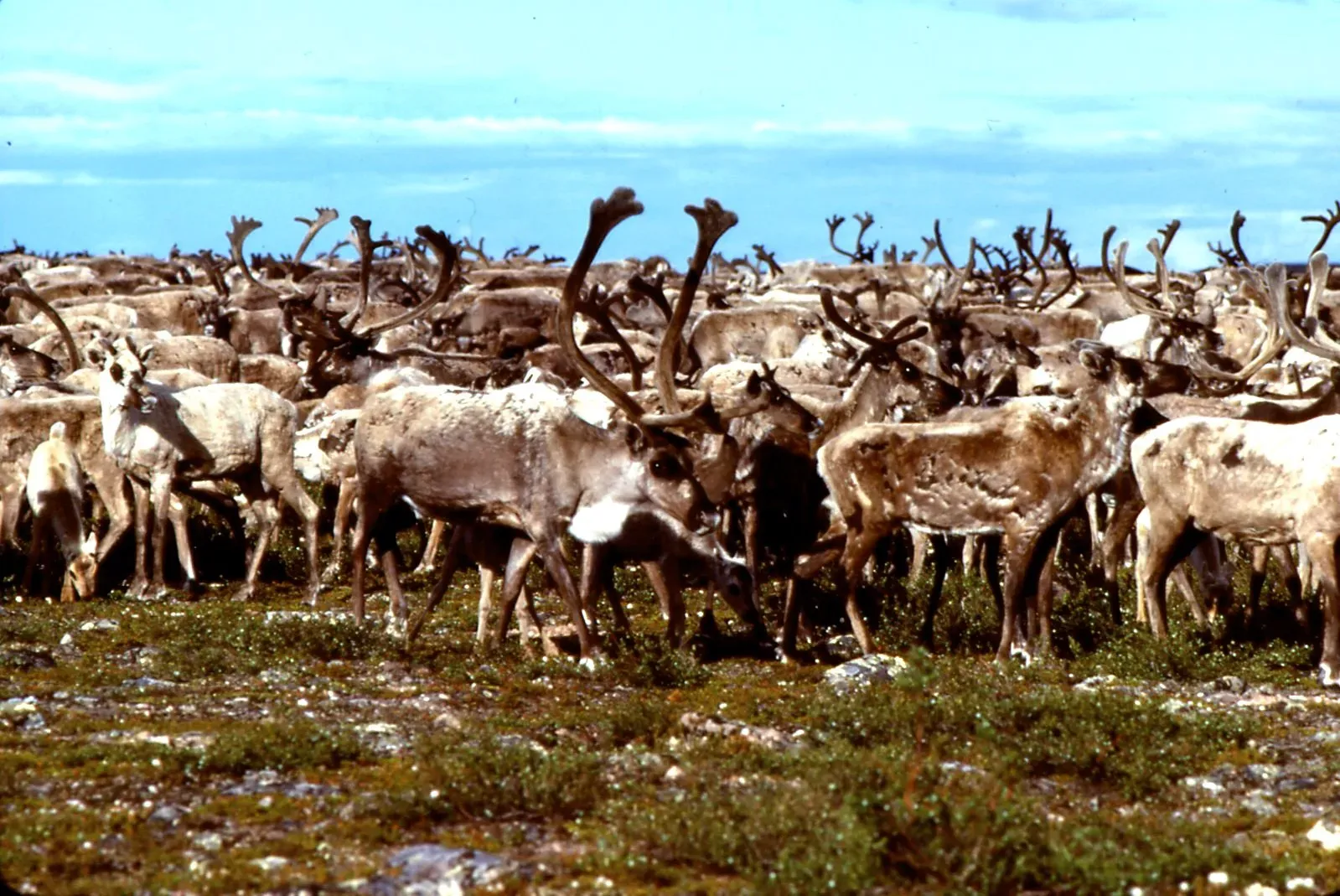#13 - Some of the Oldest Migrations on Earth Are Quietly Disappearing (Transferred from en.wikipedia to Commons by BeatrixBelibaste using CommonsHelper., GFDL)