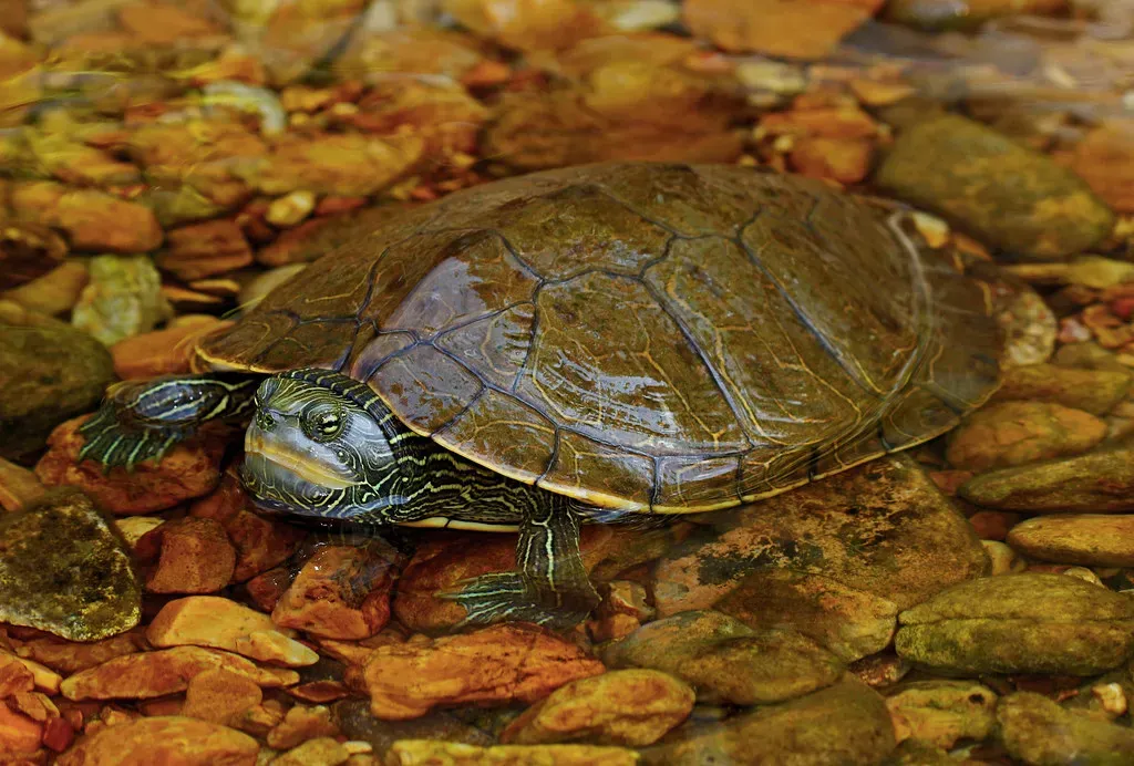 Turtles: The Shelled Survivors (Image Credits: Flickr)