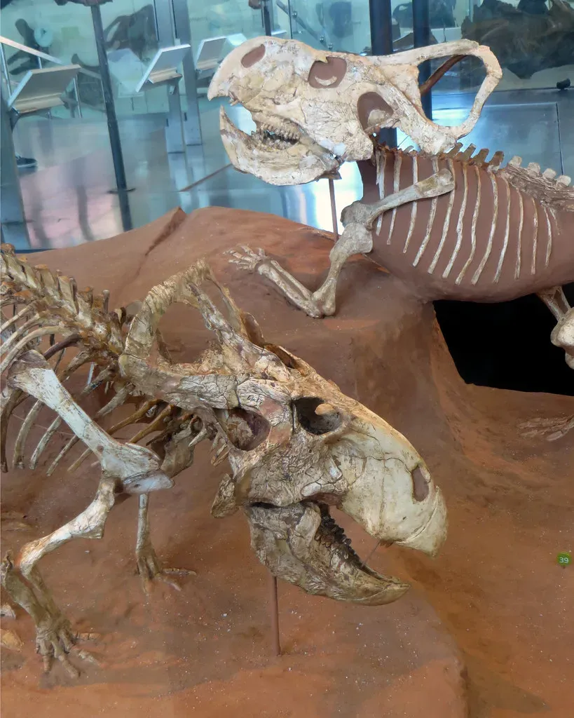 Ancient Greeks, Griffins, and Fossilized Dinosaur Skulls (edenpictures, Flickr, CC BY 2.0)