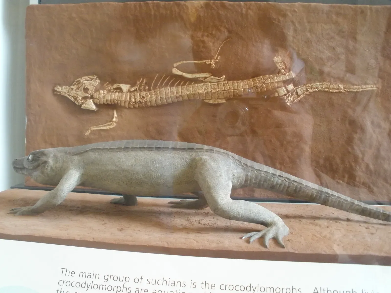 Evidence from Bones: How Paleontologists Know They Ran (By Ghedoghedo, CC BY-SA 3.0)