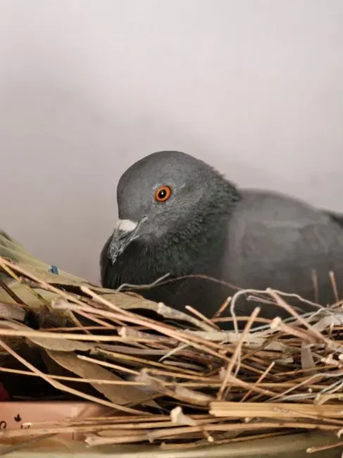 #5 A Nest Built Directly on an Air Conditioner Unit or Fan (Image Credits: Pexels)