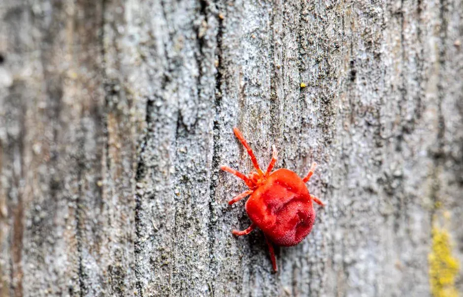 #6: Mites – The Almost-Invisible Bark Wanderers (Image Credits: Pexels)