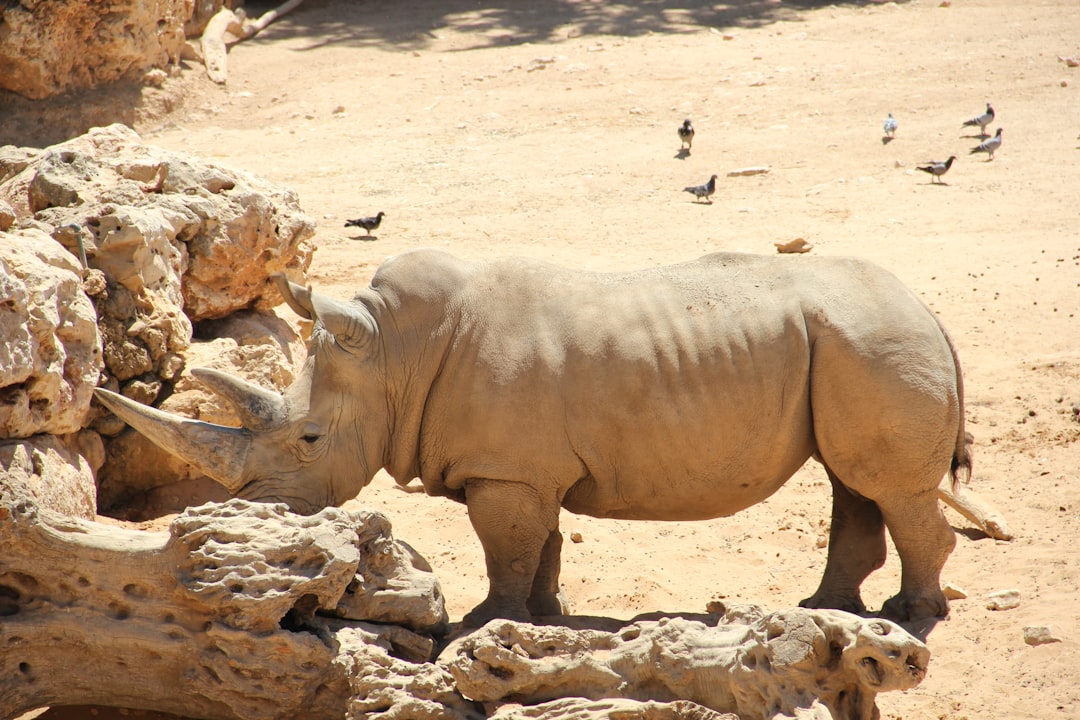 The White Rhinoceros - An Armored Battering Ram (Image Credits: Unsplash)