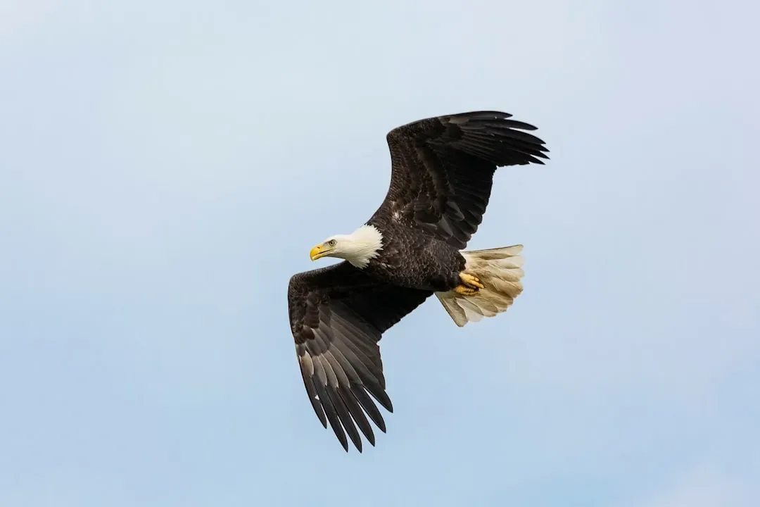 The Eagle Connects You to Higher Vision and Spiritual Clarity (Image Credits: Unsplash)