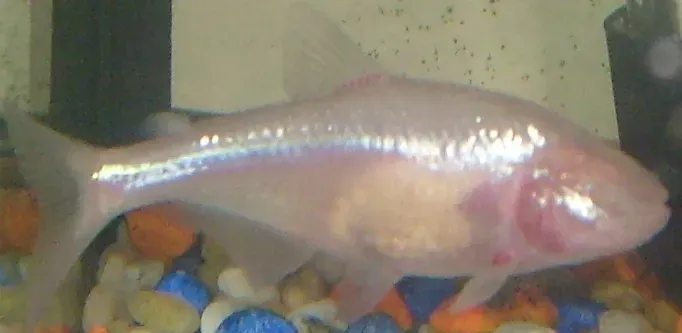 Trading sight for super senses: how cave fish reconstruct their world (By JohnstonDJ, CC BY-SA 3.0)