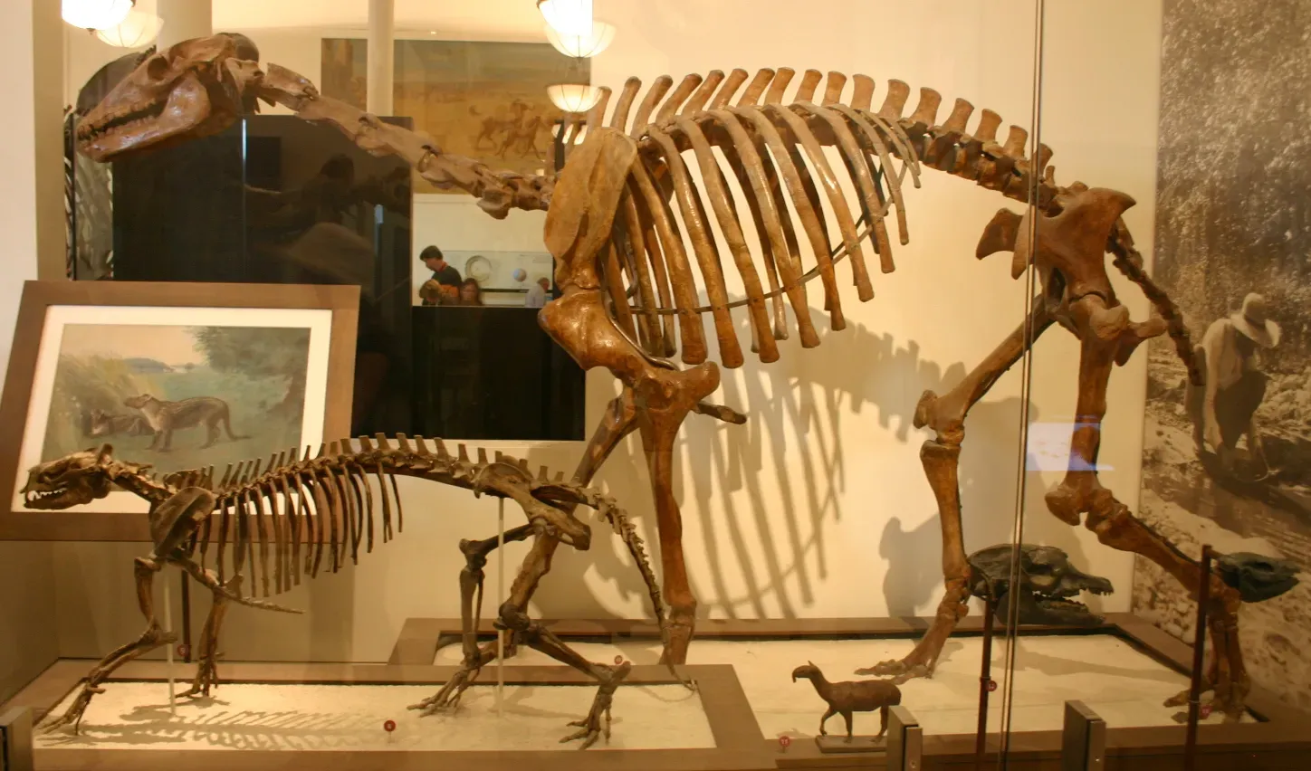 Macrauchenia: The Camel-Llama With a Trunk (Image Credits: Wikimedia)