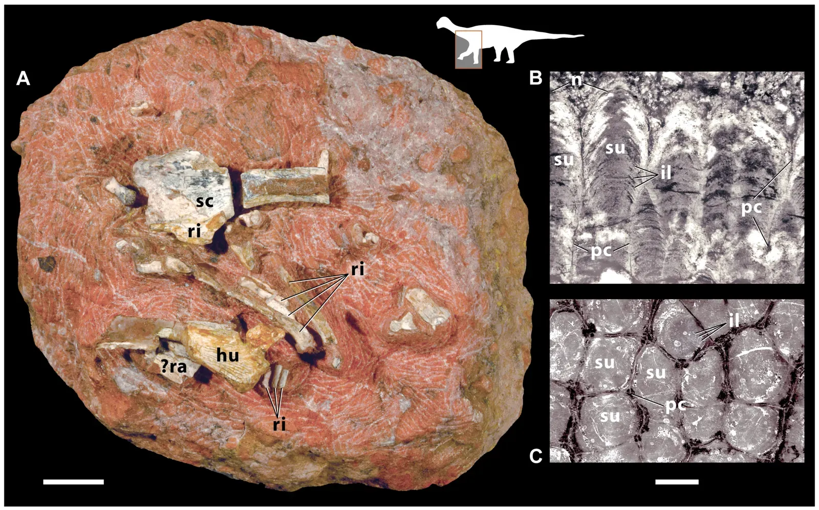 8. The Sauropod Nesting Grounds - A Case for "Lay and Leave" (Wilson JA, Mohabey DM, Peters SE, Head JJ (2010) Predation upon Hatchling Dinosaurs by a New Snake from the Late Cretaceous of India. PLoS Biol 8(3): e1000322. doi:10.1371/journal.pbio.1000322.g005, CC BY 2.5)