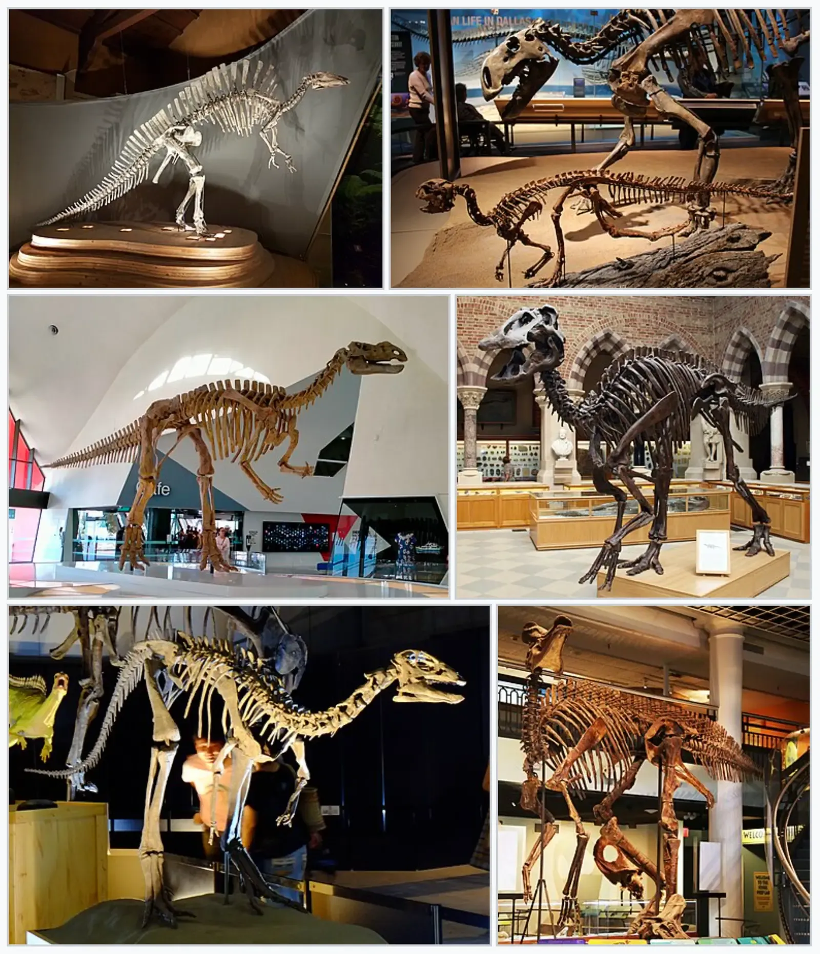 Where Exactly Does It Fit on the Dinosaur Family Tree? (By User:Ricardalovesmonuments
Rodney
SandwichCafe
User:FunkMonk
★Kumiko★
Jim, the Photographer, CC BY-SA 4.0)