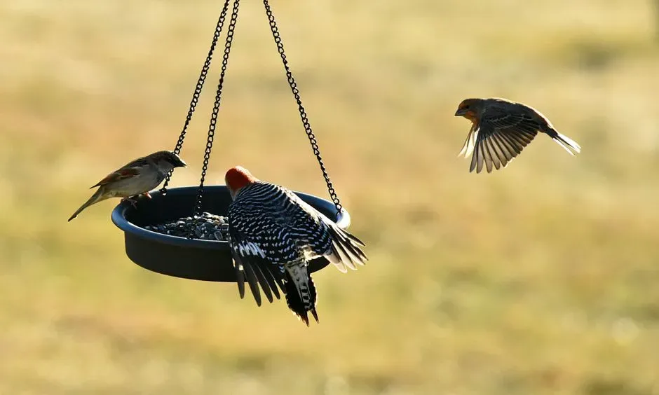 1. Birds: The Literal Dinosaurs In Your Backyard (Image Credits: Pexels)