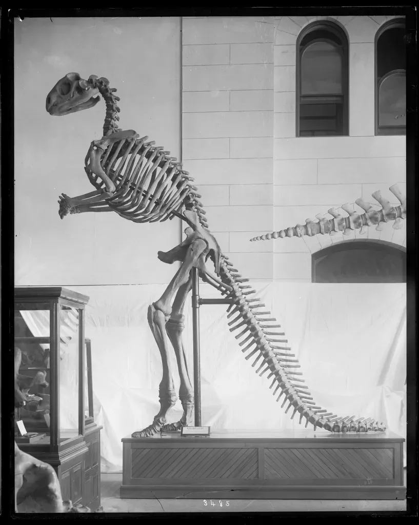 #4 - T. Rex Dragged Its Tail and Stood in an Upright Tripod Pose (Image Credits: Rawpixel)