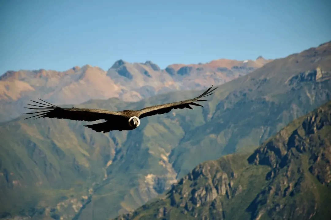 #2 - Cutting Flapping Down to Just 1% of Flight Time (Image Credits: Unsplash)