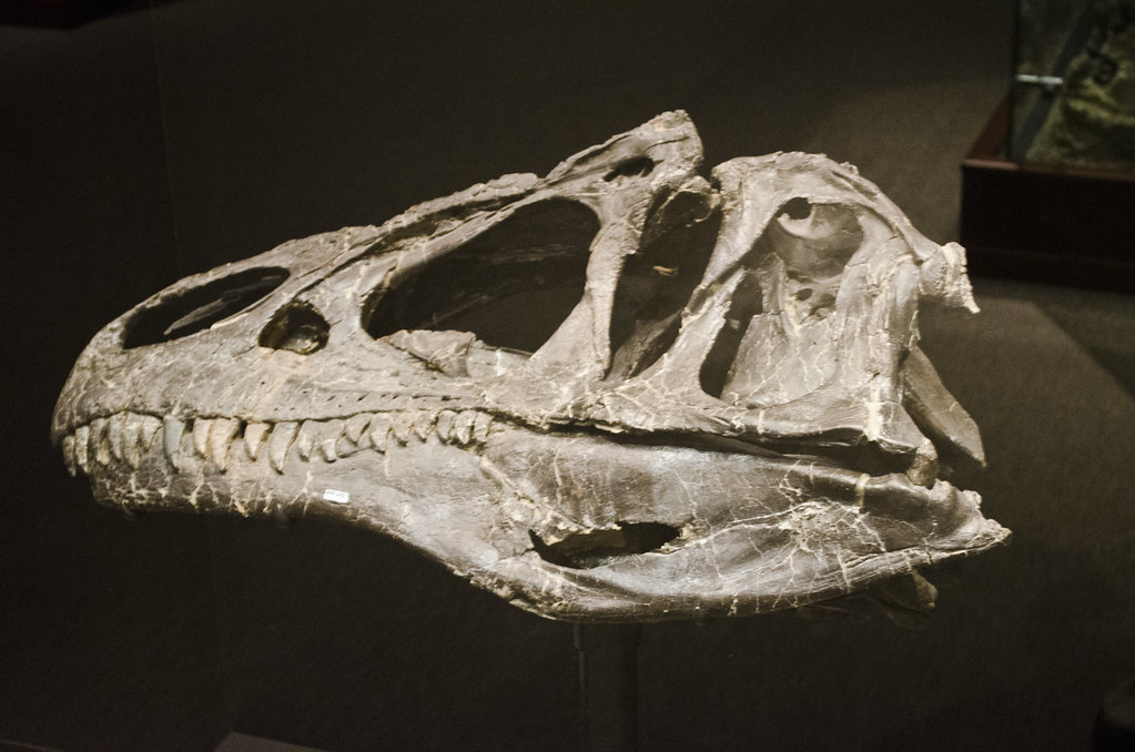 Evidence of Violence and Survival (Image Credits: Flickr)