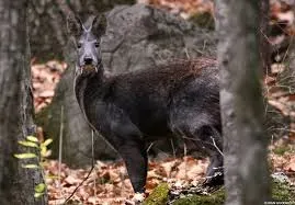 #11 - The Kashmir Musk Deer: The Fanged Ghost of the Himalayas (By Αντώνης Παπ., CC BY-SA 4.0)