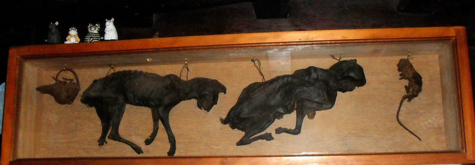 #3 - Mummified Cats Deliberately Sealed Into the Walls (By The Voice of Hassocks, CC0)
