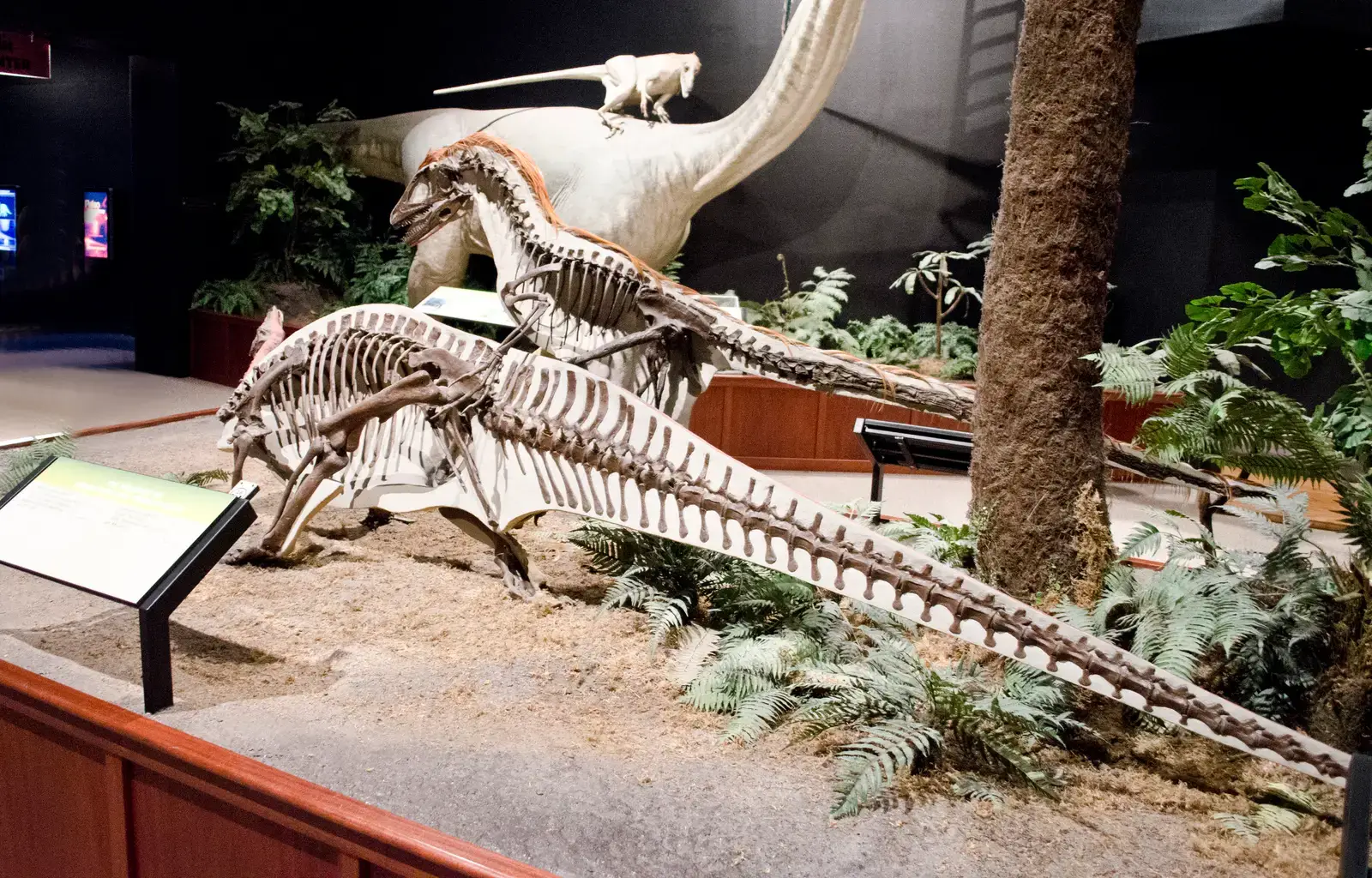 #2 - The Feathers Weren't a Guess - They're Physically Etched Into the Bone (By Tim Evanson, CC BY-SA 2.0)