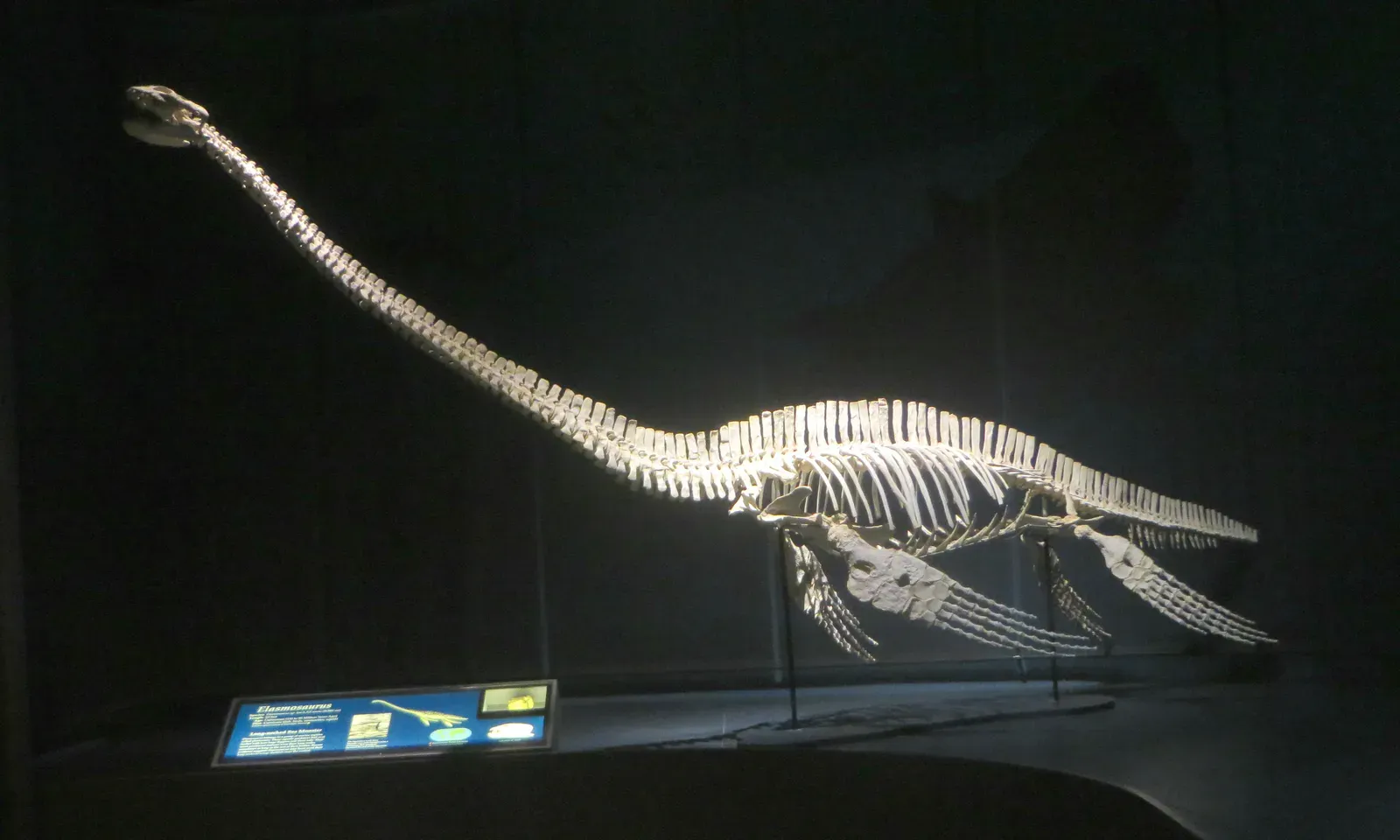 Why These Sea Monsters Stay in the Shadows of Dinosaurs (By Eden, Janine and Jim, CC BY 2.0)