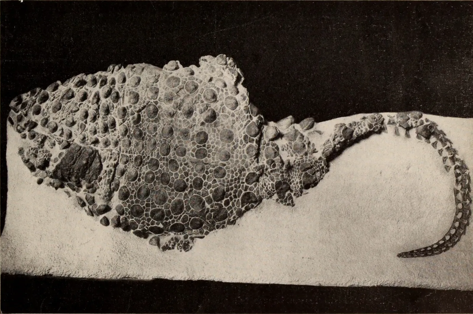 From Bare Bones To Full-Body Creatures (By Internet Archive Book Images, No restrictions)