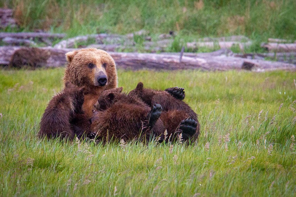 Fierce Protection And The Mother Bear Within (Image Credits: Flickr)