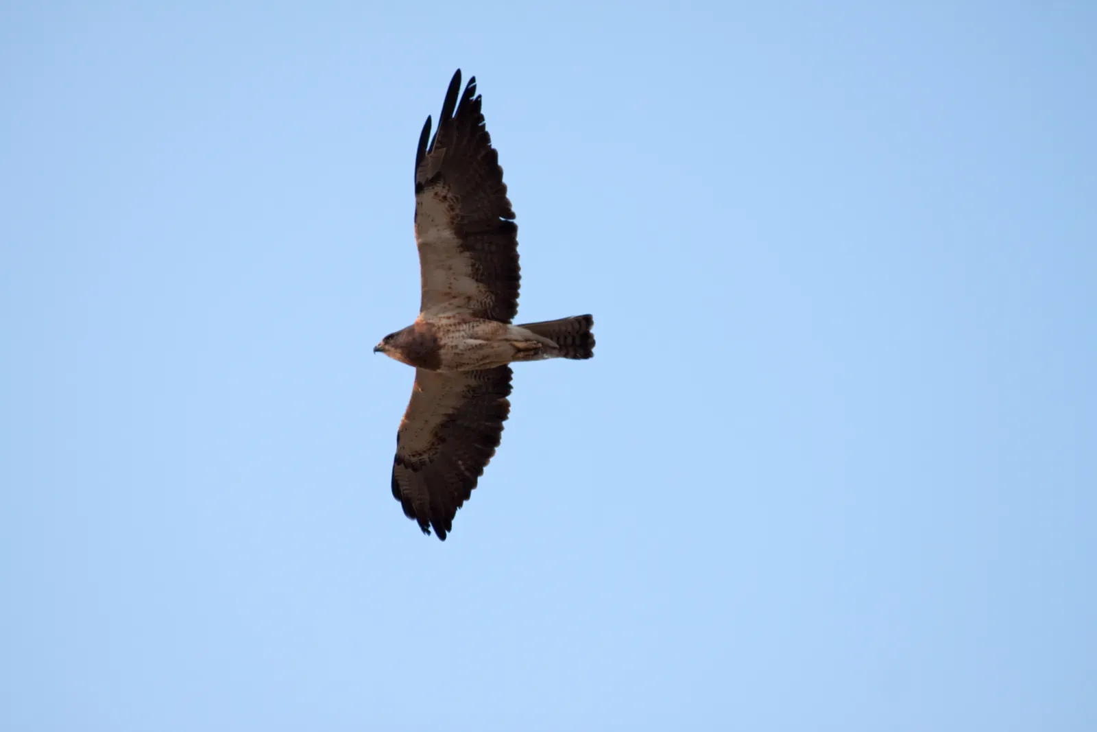 Conclusion: A Different Planet, Just a Few Hundred Feet Up (Hawk 1Uploaded by tm, CC BY 2.0)