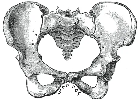 The Evolutionary Trade‑Off: Big Brains vs. Narrow Hips (Henry Gray (1918)       Anatomy of the Human Body   (See "Book" section below)
Bartleby.com: Gray's Anatomy, Plate 242
Translation to Hebrew by יוסי הראשון, Public domain)