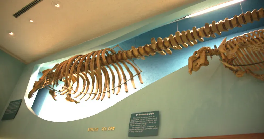 9. Steller’s Sea Cow – The Gentle Giant Lost Almost Overnight (Tim Evanson, Flickr, CC BY-SA 2.0)