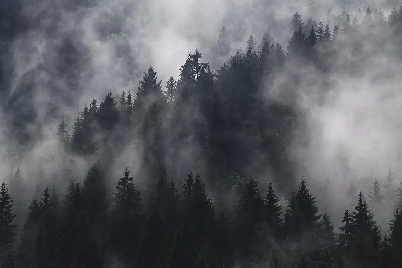Forests of Giants: Conifers, Tree Ferns, and Ancient Palms (Image Credits: Pixabay)