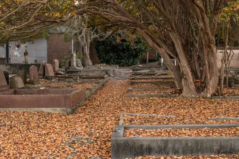 #8: Seedlings and Saplings – Trees Growing Out of Stone (Image Credits: Pexels)