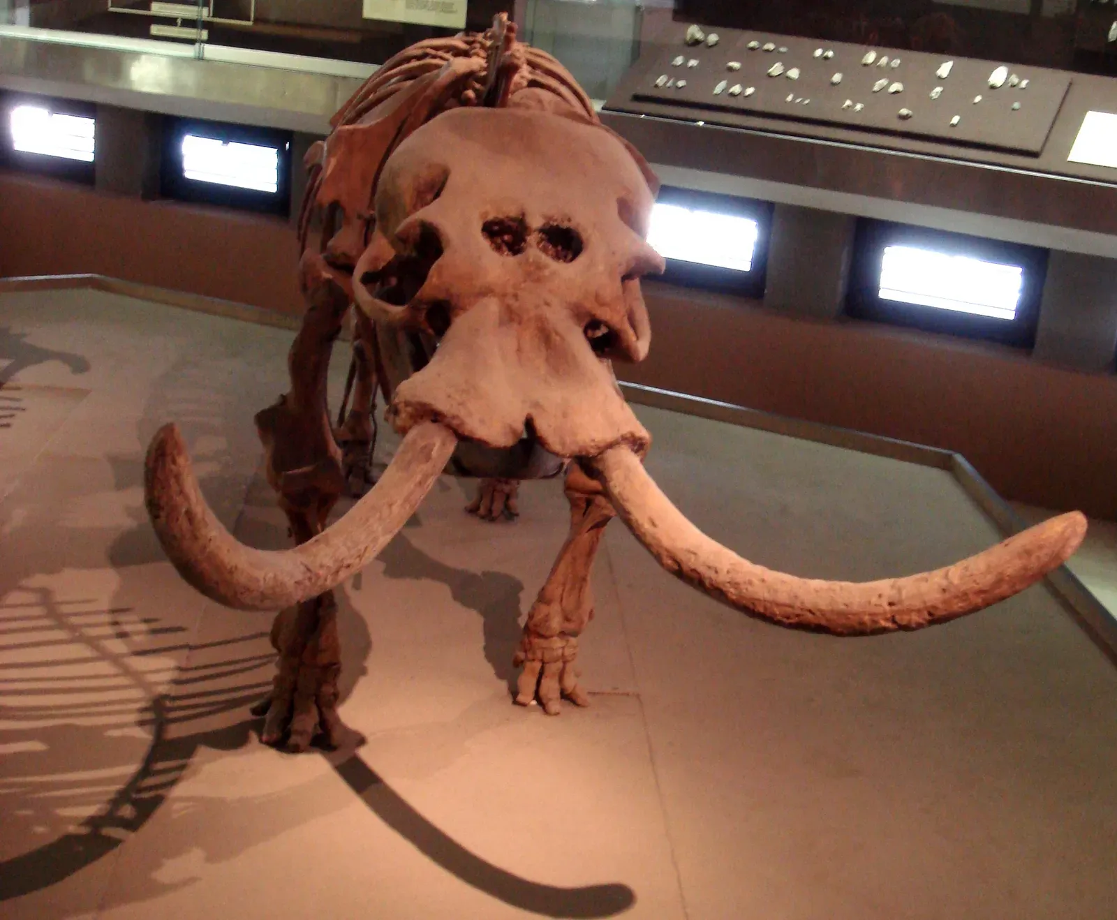 The Island of Giants and Dwarfs: Evolution’s Strangest Casting Choices (Self-photographed, Attribution)