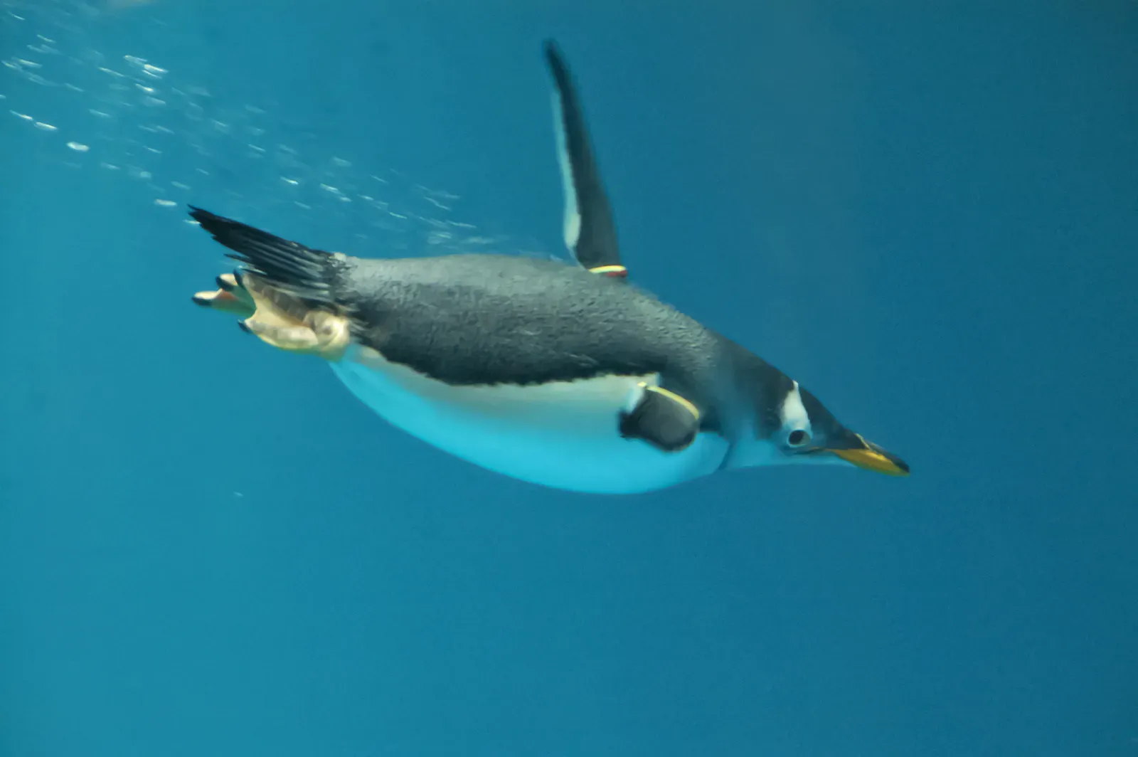 Life in Harsh Environments: Ice, Cold, and the Need for Master Swimmers (originally posted to Flickr as Penguin can fly, CC BY-SA 2.0)